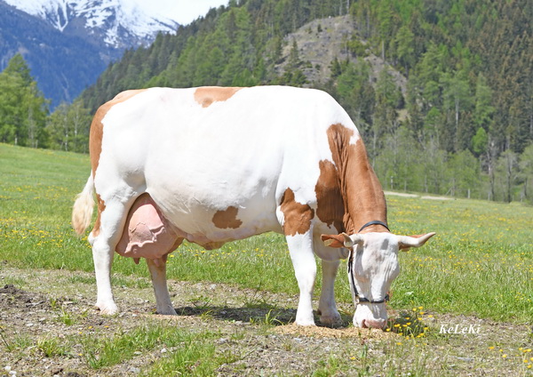 Großmutter BETTY (V.: Vanstein) mit über 100.000 kg Lebensleistung