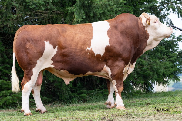 GS HENDORF (Hutera x GS Rave), gezüchtet von Monika und Michael Scharner, St. Georgen, Niederösterreich