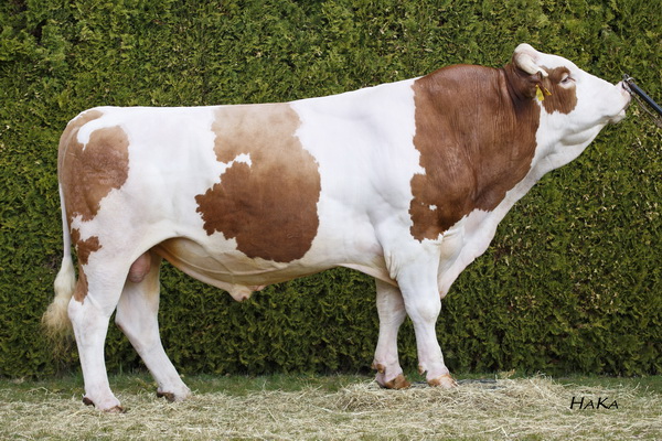 VARTA (Valeur x GS Vogt), gezüchtet von der Schürer-Hammon GbR aus Oettingen, Deutschland