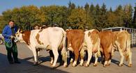 ZV Bergland 17.10.2018 - 2a-Jungkühe ZV Bergland 17.10.2018 - 2a-Jungkühe