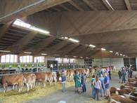 Zucht- und Nutzkälberversteigerung in Wels am 13.8.2019 Zucht- und Nutzkälberversteigerung in Wels am 13.8.2019