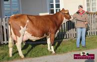 ZV Maishofen am 22.11.2018 - MAHANGO-Tochter ZV Maishofen am 22.11.2018 - MAHANGO-Tochter