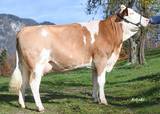 BRITTA, die Mutter von Stier INNSBRUCK BRITTA, die Mutter von Stier INNSBRUCK