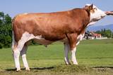 GS MURTAL Pp AT 447.889.768 Fleckviehstier GS MURTAL Pp AT 447.889.768