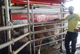 Automatisches Melksystem von LELY Melkroboter