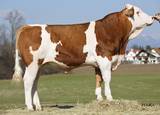 GS EHRSAM ( Etoscha x Williams) Stier GS EHRSAM