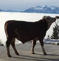ZV Dornbirn 7.1.19 - HERZSCHLAG-Sohn ZV Dornbirn 7.1.19 - HERZSCHLAG-Sohn