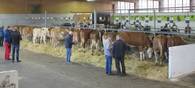 Zucht- und Nutzkälberversteigerung in Wels am 24.9.2019 Zucht- und Nutzkälberversteigerung in Wels am 24.9.2019
