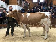 Zuchtrinderversteigerung Rotholz 6.11.19 Zuchtrinderversteigerung Rotholz 6.11.19