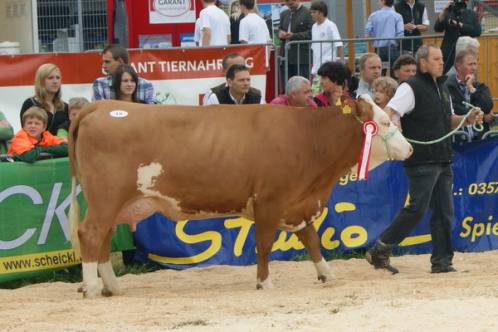 Singles 3910 zwettl