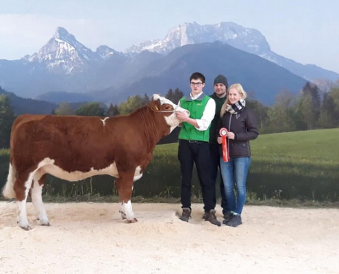 Siegerin Fleckvieh Fleisch beim Genostar 2020 Fleischrindertag LILIBETH P