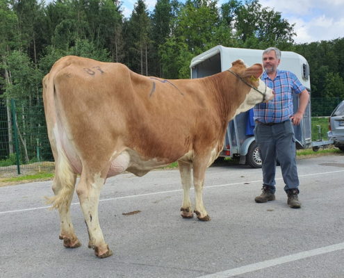 MONACO-Tochter auf der Zuchtrinderversteigerung in Bergland am 24.06.2020