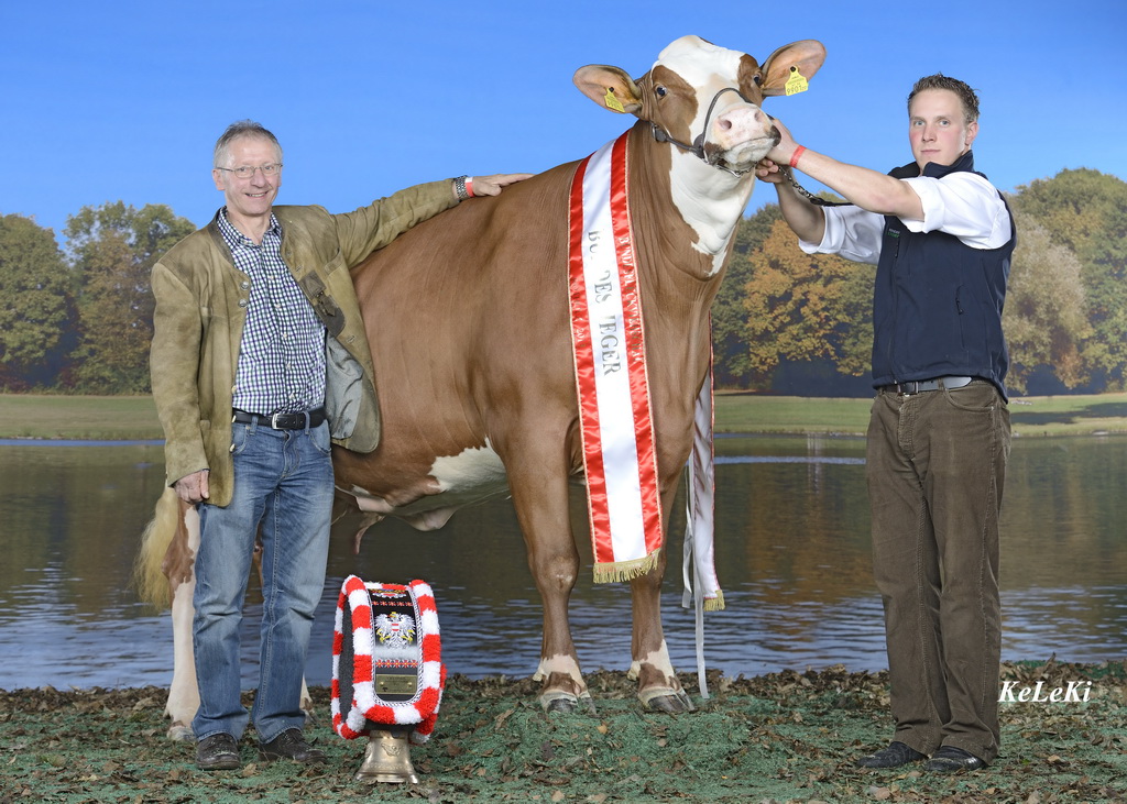 ZIERDE (V: GS Rau) – Bundessiegerin der Stiermütter 2013 in Rotholz