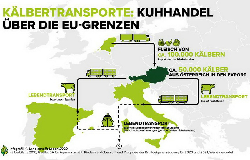 Infografik Kälbertransporte von Land schafft Leben