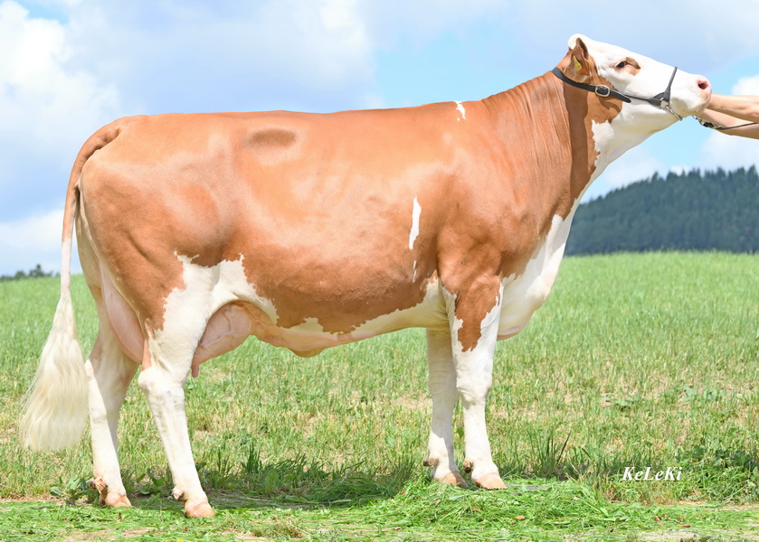 Die besten Fleckvieh-Kühe Österreichs nach GZW