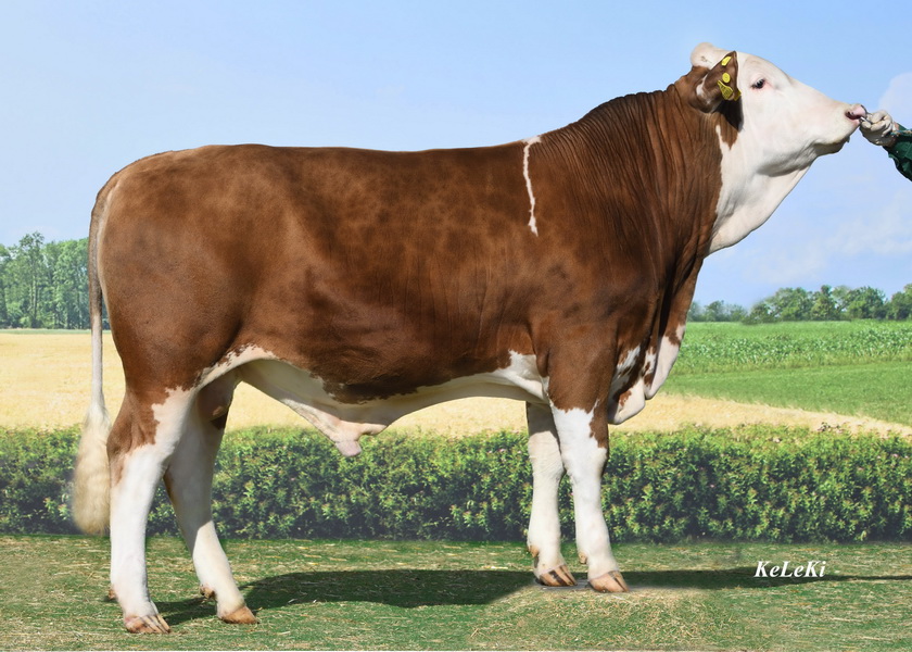 MISCHKO (Miami x Wikinger) GZW 129