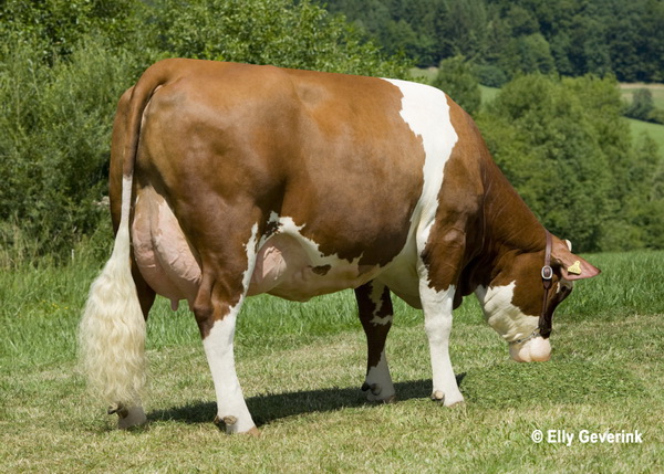 Die besten Fleckvieh-Erstlingskühe Österreichs nach Fett- und Eiweißkilo