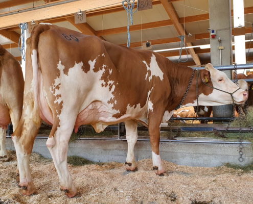 RALDI-Tochter SINDY - teuerstes Tier bei der Zuchtrinderversteigerung in Bergland am 12. August 2020