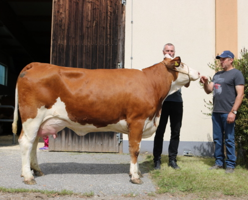 GS VOGT-Tochter war teuerste Jungkuh der Zuchtrinderversteigerung in St. Donat am 27.8.2020