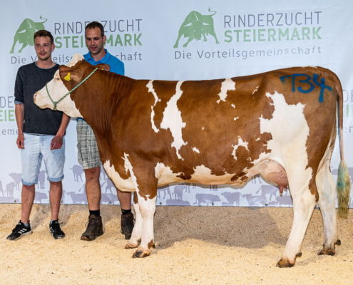 GS WALCH-Tochter - teuerstes Tier der Zuchtrinderversteigerung in Traboch, Steiermark am 11. August 2020