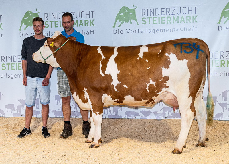 GS WALCH-Tochter - teuerstes Tier der Zuchtrinderversteigerung in Traboch, Steiermark am 11. August 2020