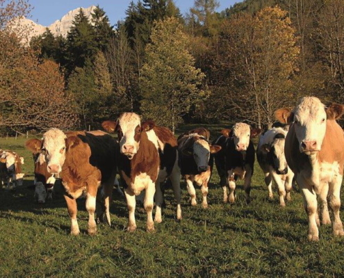 Fleckvieh auf der Herbstweide FB