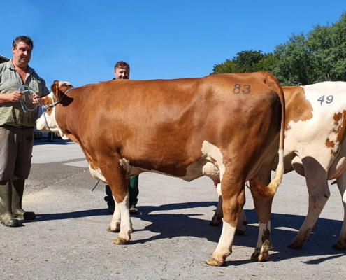 ZV Bergland 09.09.2020 teuerste Jungkühe