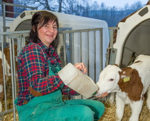 Fleckviehkalb tränken; agrarfoto.com