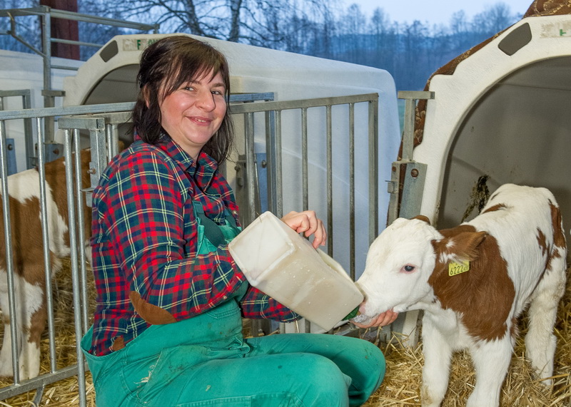 Fleckviehkalb tränken; agrarfoto.com