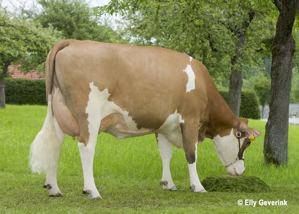 GS MOHIKANER-Tochter ARIELLE steht aktuell in der 7. Laktation mit rund 70.000 kg LL. Mütterlicherseits befinden sich in ihrem Stammbaum bereits vier Kühe mit über 100.000-kg-Lebensleistung (Foto in der 2. Lakt.)