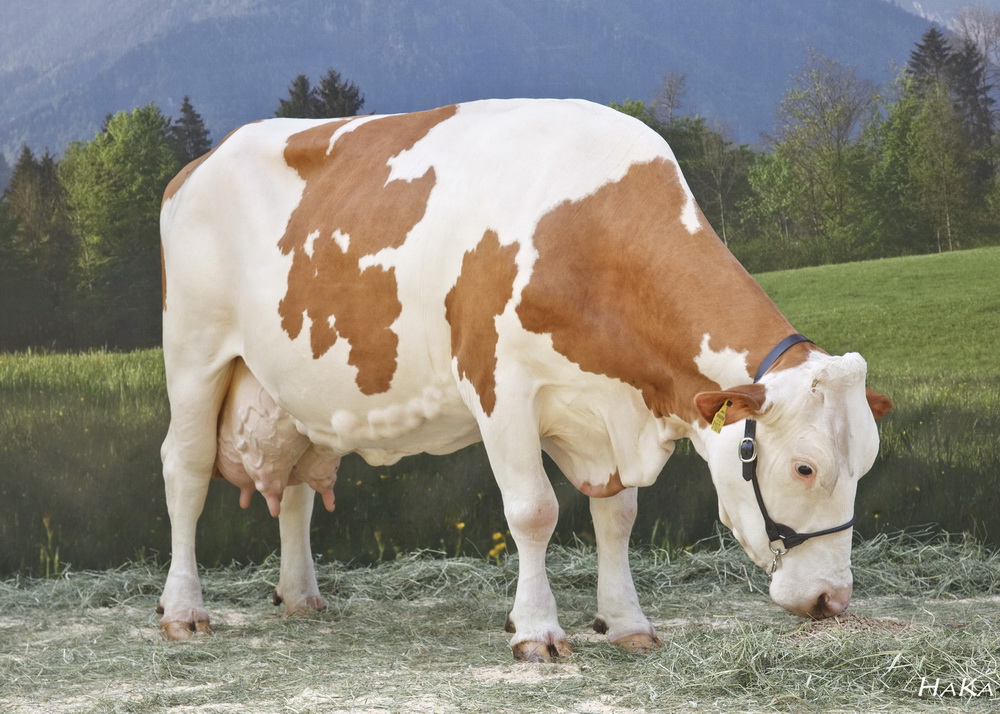 EVELYN (V.: Stramy), LL: 137.000 kg Milch, Ehrenkuh der NÖ Landesrinderschau 2012