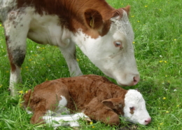 Fleckvieh-Mutterkuh mit Kalb Foto Koiner