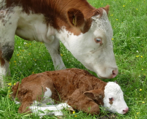 Fleckvieh-Mutterkuh mit Kalb Foto Koiner