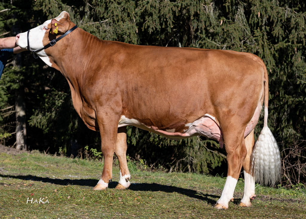 GS DER BESTE-Tochter KIMBERLY AT118.046.868