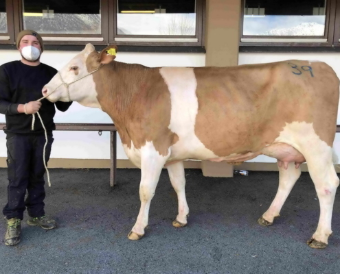 ZV Rotholz 03.02.2021 Maup-Tochter Erika von Hannes Lenk aus Kramsach 2.500 euro