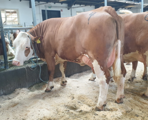 ZV Zwettl 24.2.2021, REMMEL-Tochter vom Betrieb Weidenauer aus Maigen