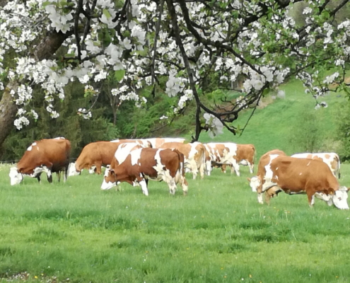 Fleckviehherde auf der Frühlingsweide, Foto: Reith