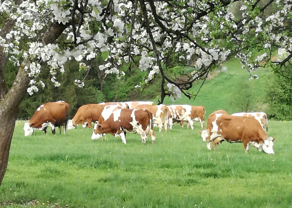 Fleckviehherde auf der Frühlingsweide, Foto: Reith