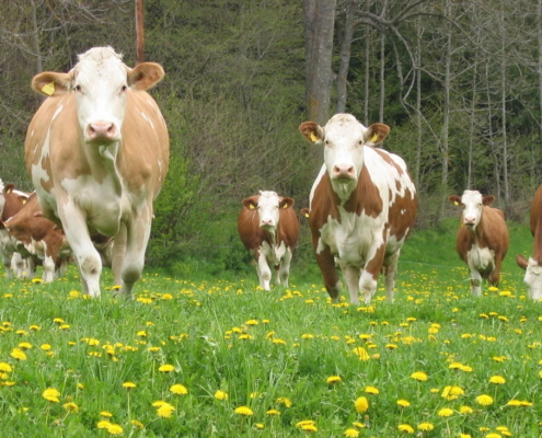 Fleckvieh - Kühe auf der Frühlingsweide im Bezirk Murau, Steiermark, Foto: ZAR/Kalcher