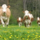 Fleckvieh - Kühe auf der Frühlingsweide im Bezirk Murau, Steiermark, Foto: ZAR/Kalcher