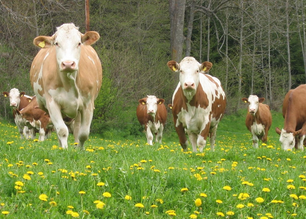 Fleckvieh - Kühe auf der Frühlingsweide im Bezirk Murau, Steiermark, Foto: ZAR/Kalcher