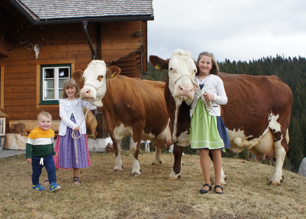 Zwei 100.000-kg-Kühe des Betriebs Bauer in Ratten, Steiermark