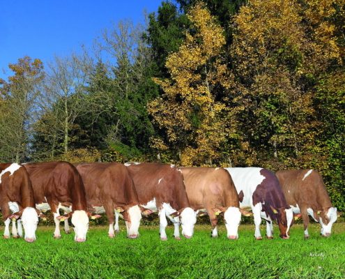 100.000-kg-Kühe vom Betrieb Gossenreiter, Schenkenfelden, Oberösterreich