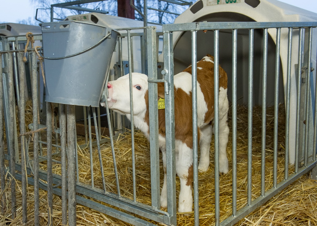 Ad-libitum-Tränke für Kalb