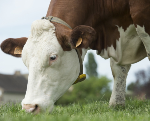 Kuh mit Sensor am Halsband