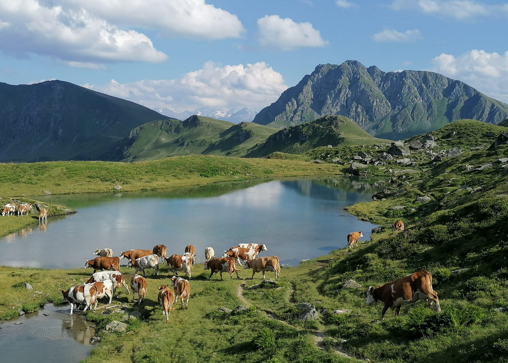 Die Hochalm der Familie Radinger, eingebettet in einer wunderschönen Kulisse im Tiroler Unterland
