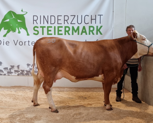 ZV Greinbach 19.08.2021 GS VEST-Tochter HERMI, teuerste Jungkug