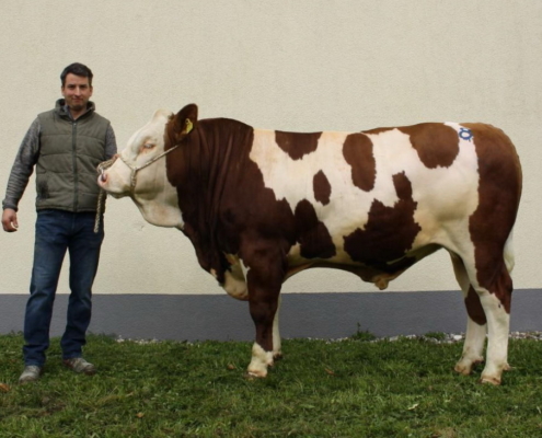 ZV St. Donat 12.10.2021 HERZKLKOPFEN-Sohn teuerster Stier