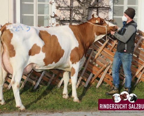 ZV Maishofen 25.11.2021 teuerste FV-Jungkuh: Kreuzungskuh von Ammerer, Grossarl