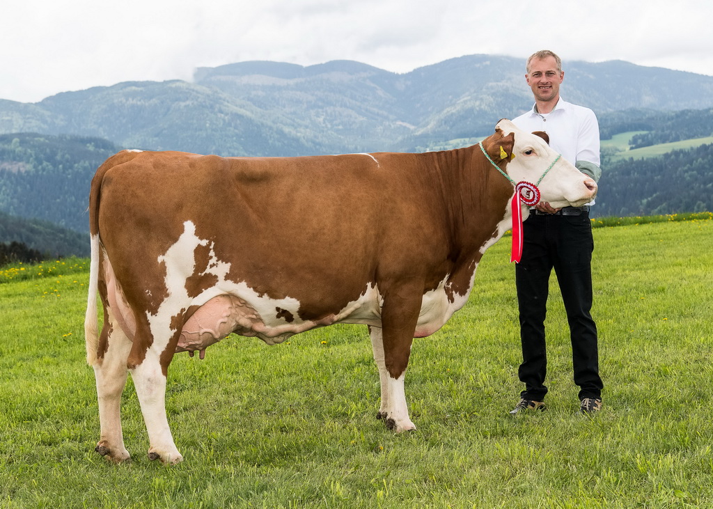 GS RAVE-Tochter RELLI, Champion Kühe mittel bei der VZG-Neumarkt-Schau 2018